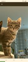 2 junge Kater GESUCHT, die wir gerne adoptieren möchten