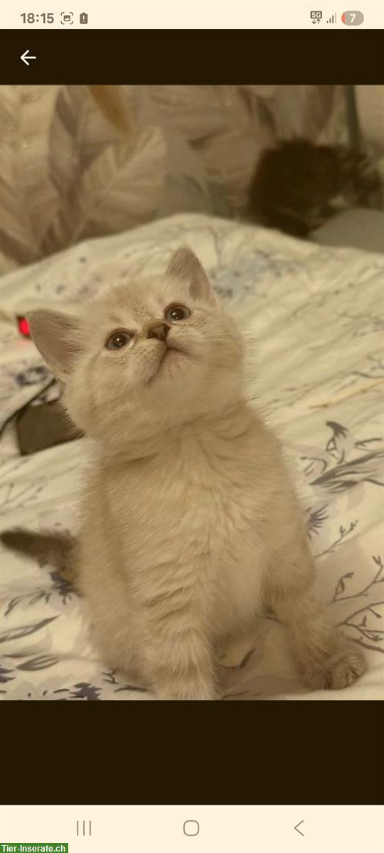 Bild 2: 2 junge Kater GESUCHT, die wir gerne adoptieren möchten