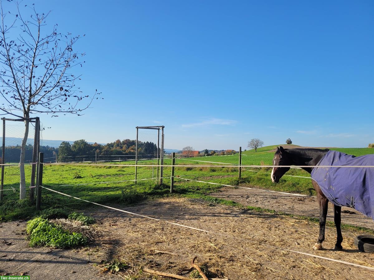 Pferdeboxe mit Auslauf zu vermieten in Steinhausen ZG