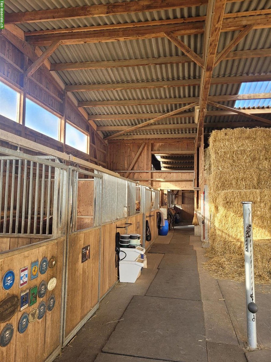 Bild 5: Pferdeboxe mit Auslauf zu vermieten in Steinhausen ZG