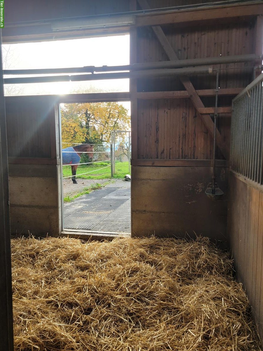 Bild 6: Pferdeboxe mit Auslauf zu vermieten in Steinhausen ZG
