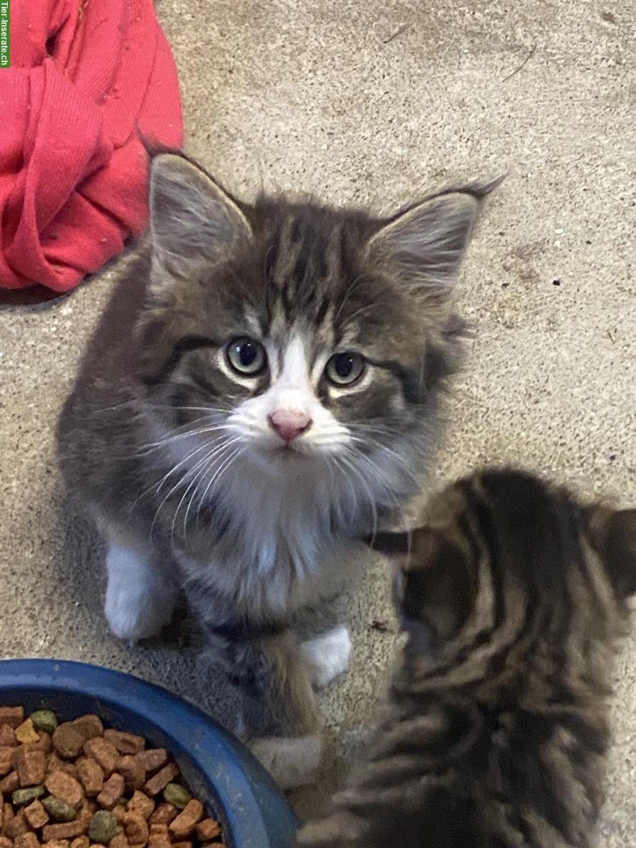Hübsches Maine Coon Mix Kitten sucht tolles Zuhause