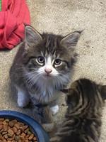 Hübsches Maine Coon Mix Kitten sucht tolles Zuhause