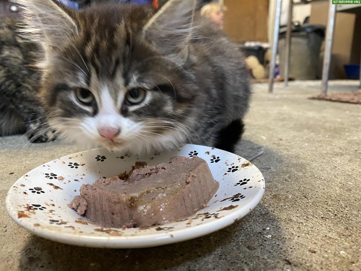 Bild 2: Hübsches Maine Coon Mix Kitten sucht tolles Zuhause