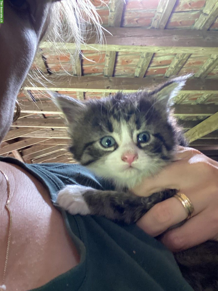Bild 3: Hübsches Maine Coon Mix Kitten sucht tolles Zuhause