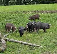 Schwarze Alpenschweine Ferkel zu verkaufen