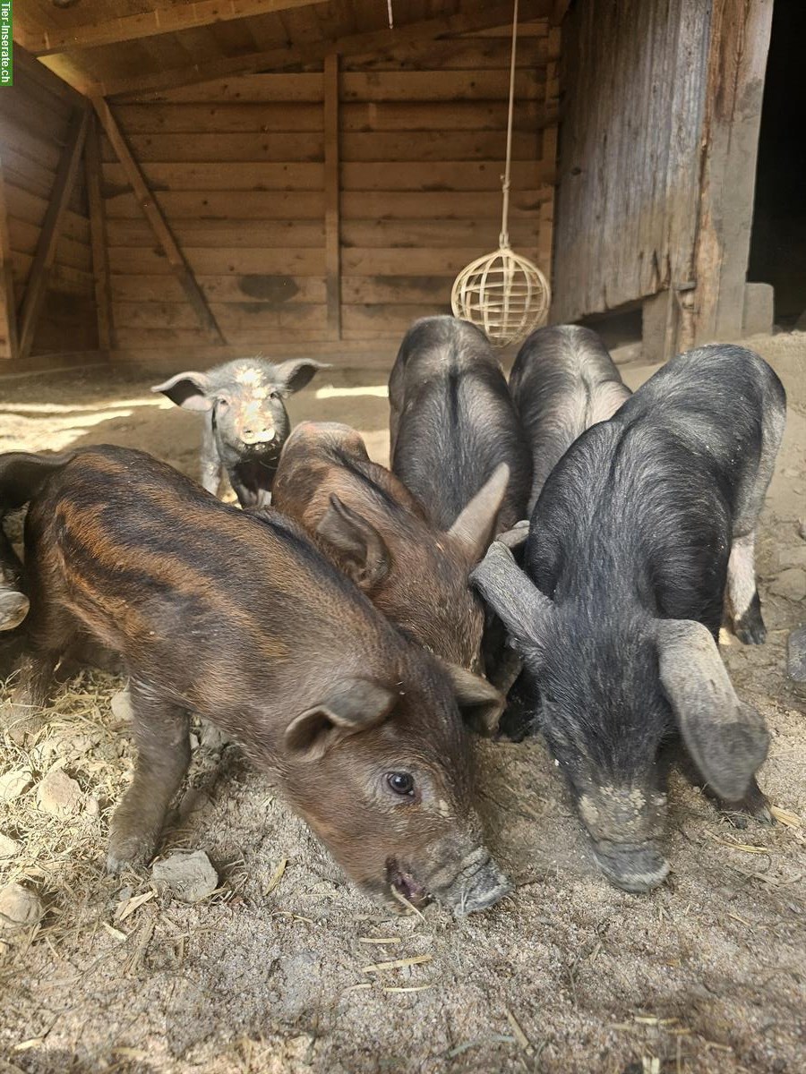 Bild 2: Schwarze Alpenschweine Ferkel zu verkaufen