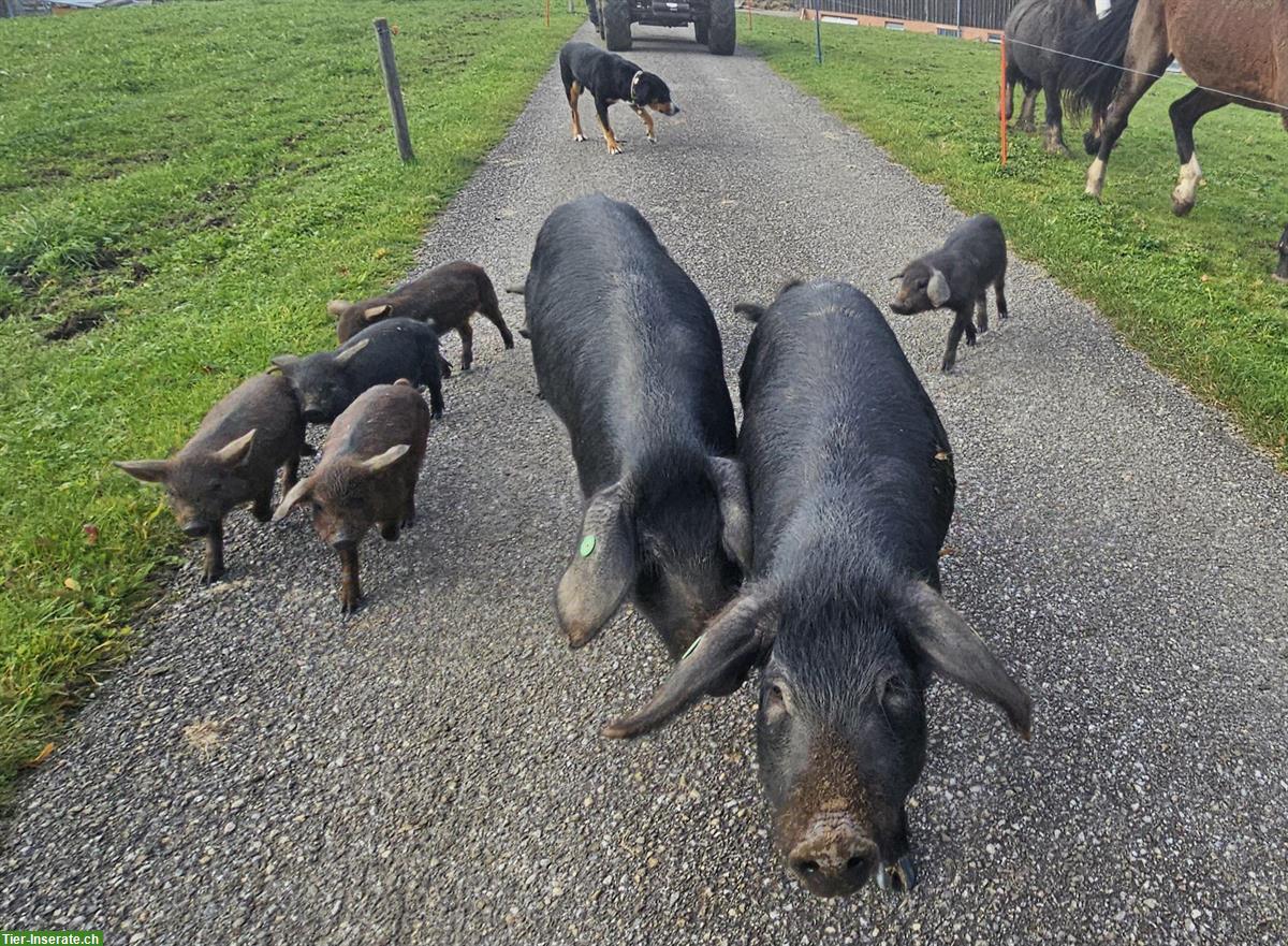 Bild 3: Schwarze Alpenschweine Ferkel zu verkaufen