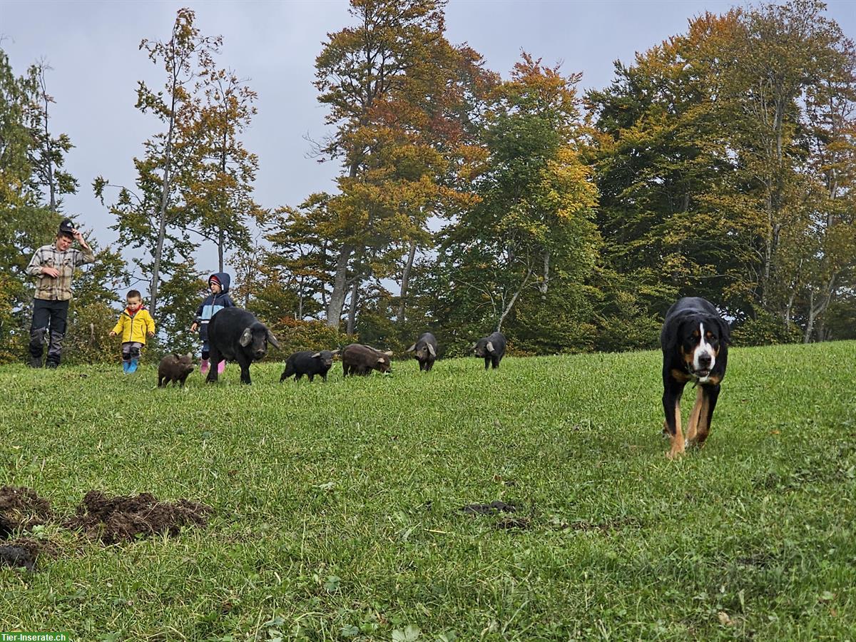 Bild 4: Schwarze Alpenschweine Ferkel zu verkaufen