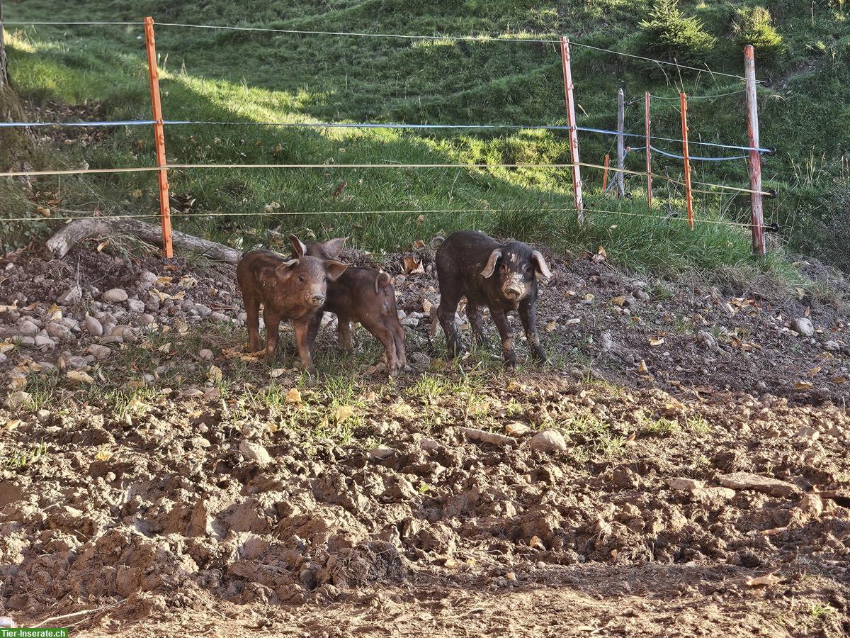 Bild 5: Schwarze Alpenschweine Ferkel zu verkaufen