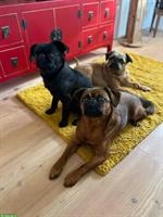 Kleinsthundebetreuung (Chihuahua, Prager Rattler, Zwergspitz, usw.)