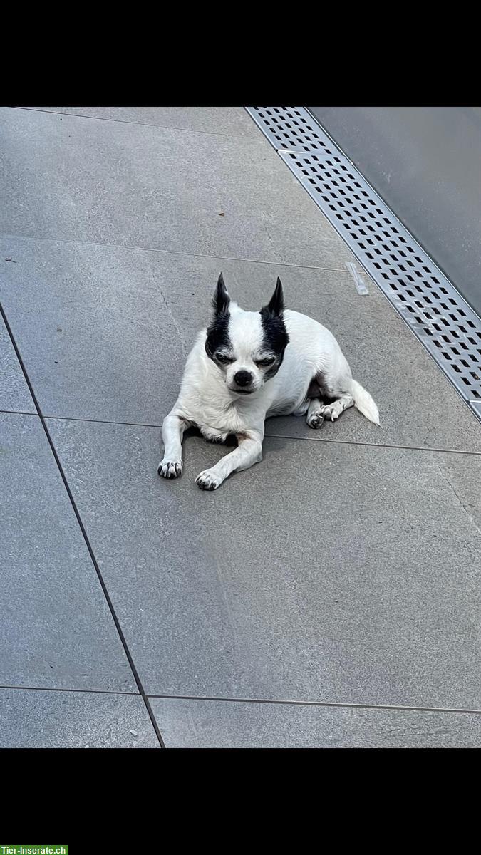Bild 3: Kleinsthundebetreuung (Chihuahua, Prager Rattler, Zwergspitz, usw.)