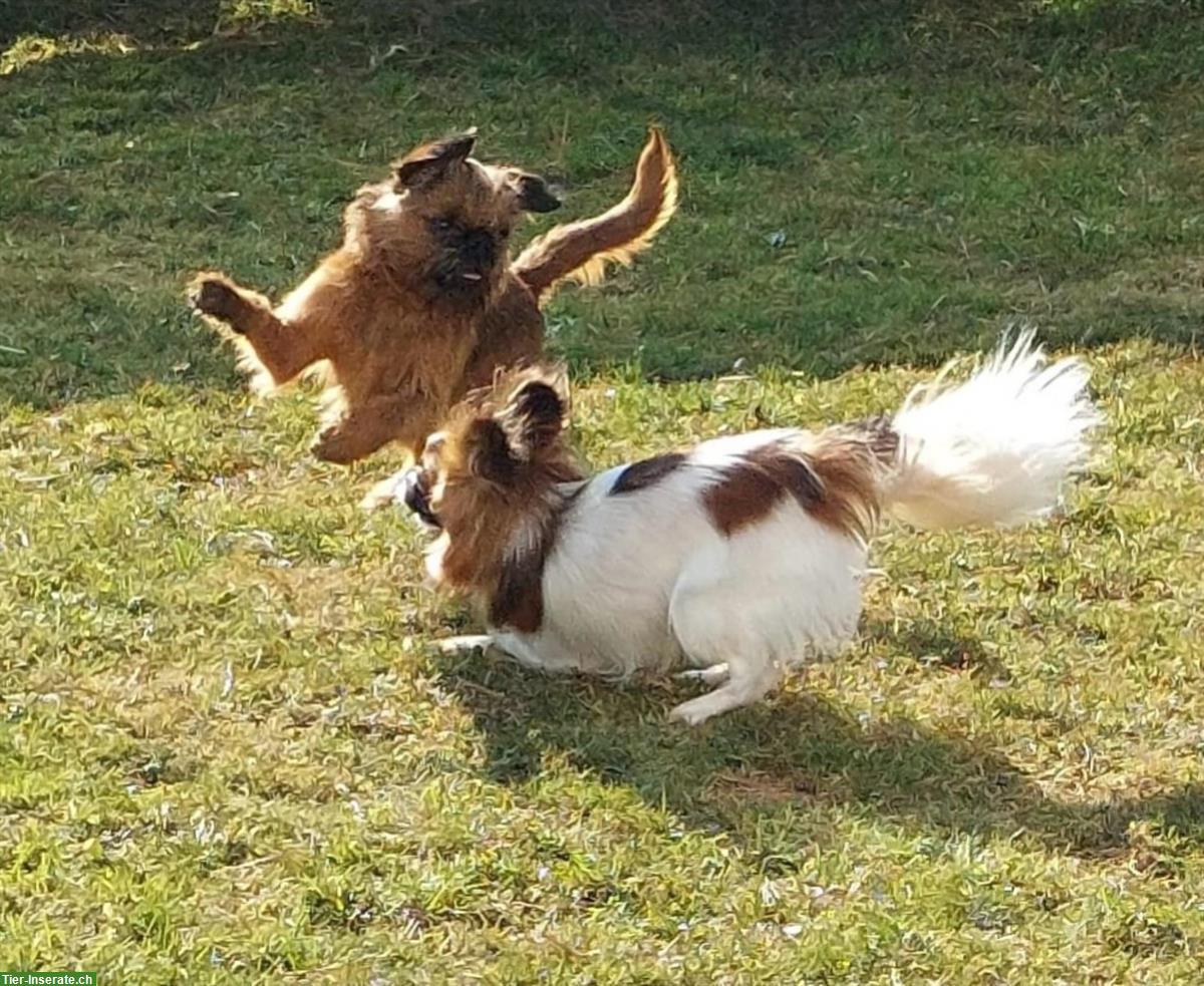Bild 4: Kleinsthundebetreuung (Chihuahua, Prager Rattler, Zwergspitz, usw.)