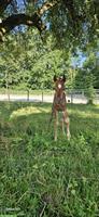 Stelle als Reitlehrerin für Kinder auf Ponyhof im Limmattal