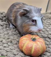 Crested Meerschweinchen Frühkastrat in seltener Farbe