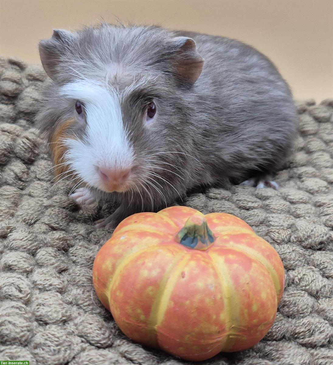 Bild 2: Crested Meerschweinchen Frühkastrat in seltener Farbe