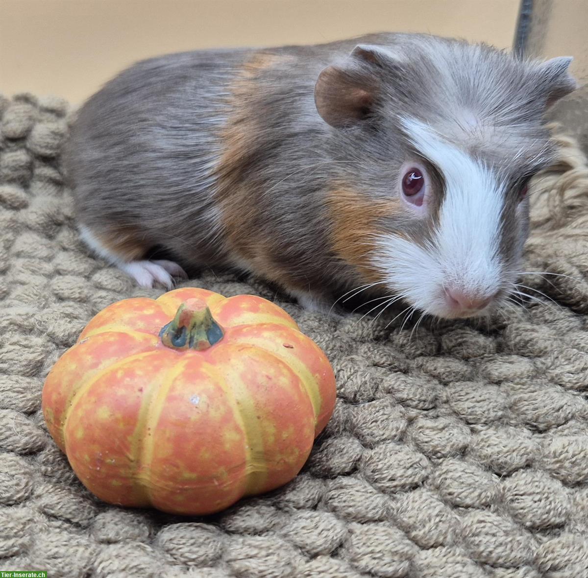 Bild 3: Crested Meerschweinchen Frühkastrat in seltener Farbe