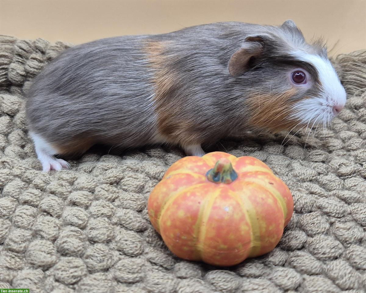 Bild 4: Crested Meerschweinchen Frühkastrat in seltener Farbe