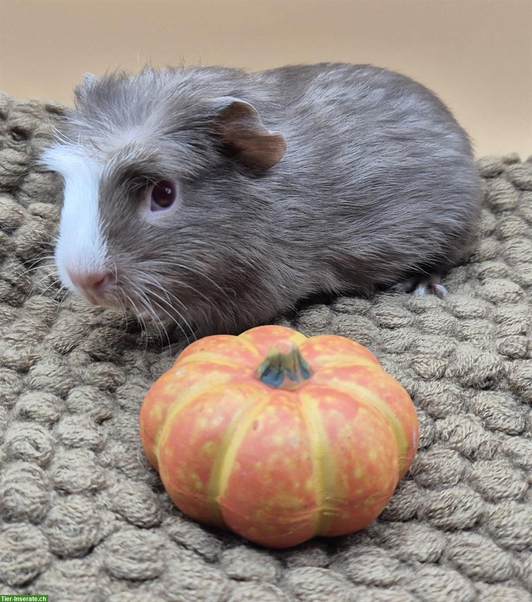 Bild 5: Crested Meerschweinchen Frühkastrat in seltener Farbe