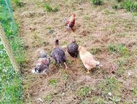 Schwedische Blumenhühner und Marans zu verkaufen
