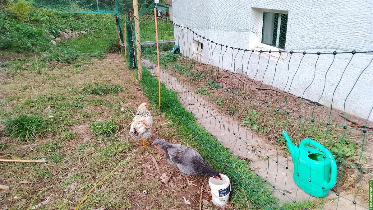 Bild 2: Schwedische Blumenhühner und Marans zu verkaufen