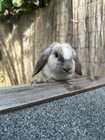 Junges Zwergwidder-Kaninchen, weiblich, handzahm