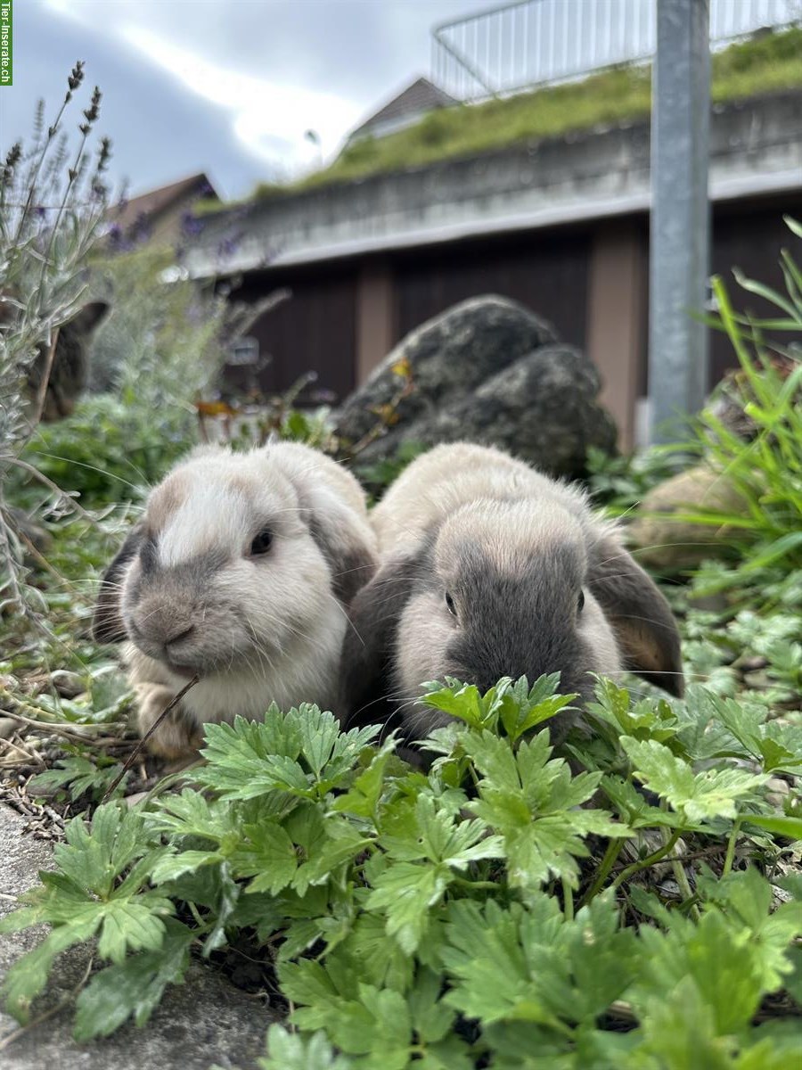 Bild 3: Junges Zwergwidder-Kaninchen, weiblich, handzahm