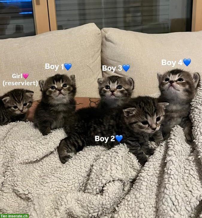 Britisch Kurzhaar Kitten (Kater) suchen Zuhause