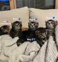 Britisch Kurzhaar Kitten (Kater) suchen Zuhause