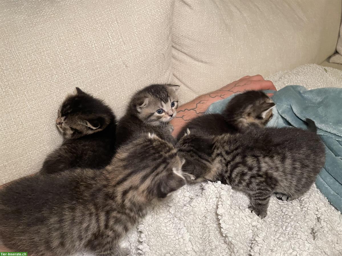 Bild 10: Britisch Kurzhaar Kitten (Kater) suchen Zuhause