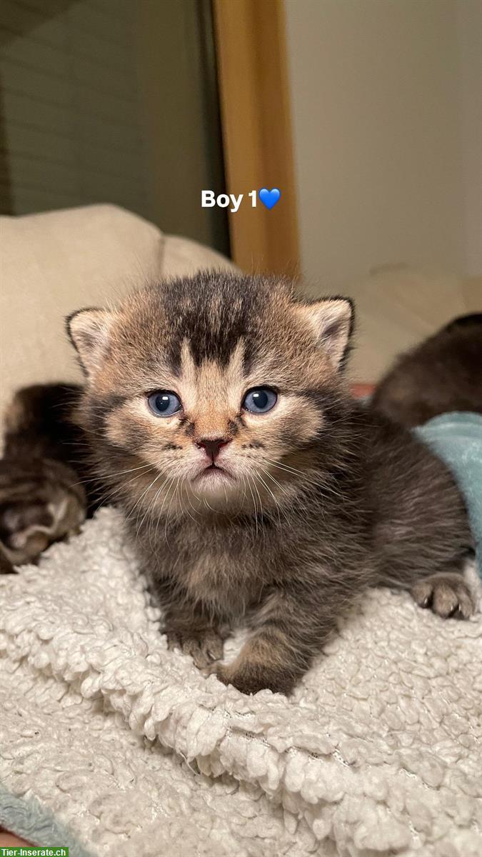 Bild 2: Britisch Kurzhaar Kitten (Kater) suchen Zuhause