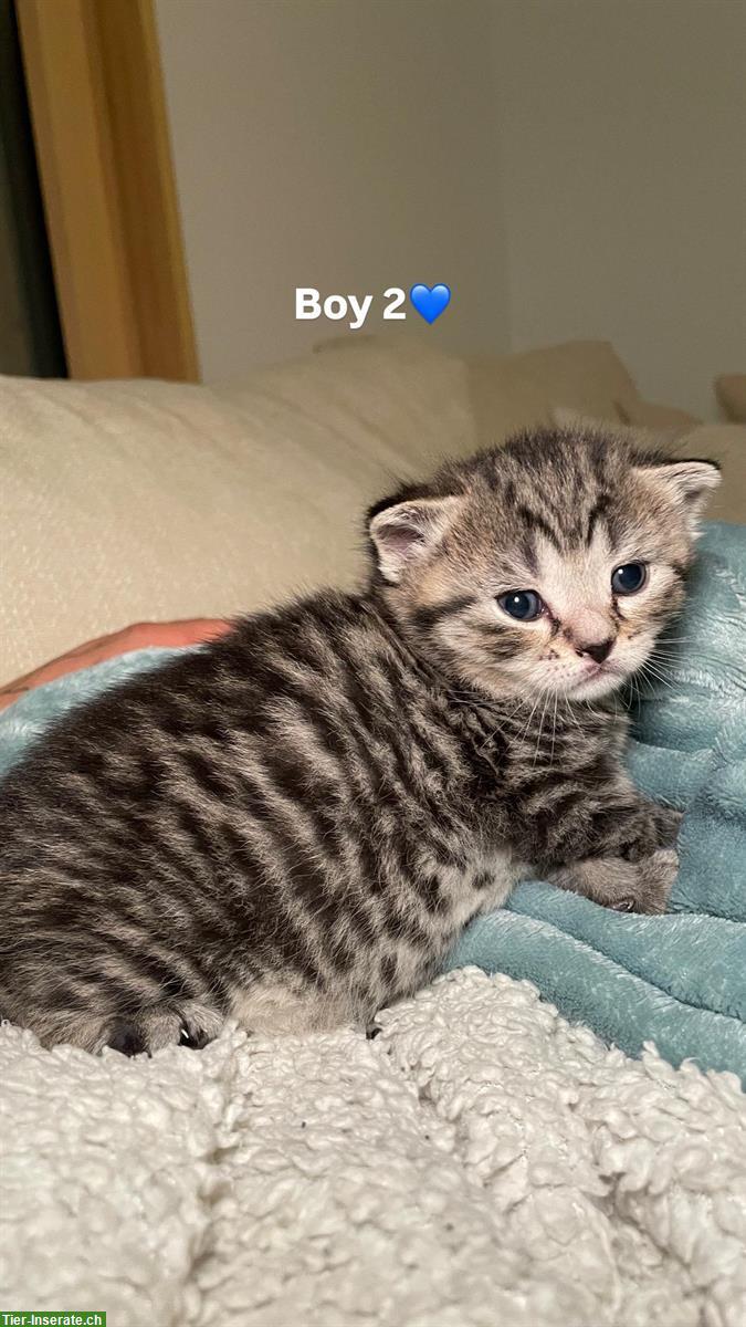 Bild 3: Britisch Kurzhaar Kitten (Kater) suchen Zuhause