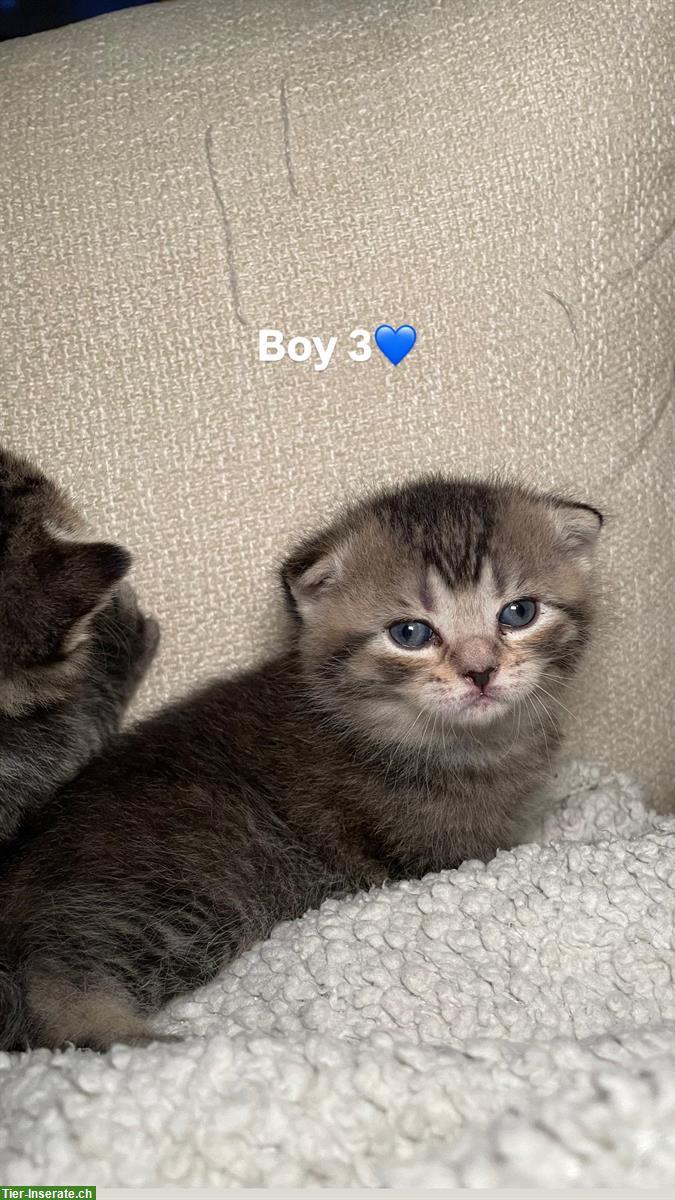 Bild 4: Britisch Kurzhaar Kitten (Kater) suchen Zuhause