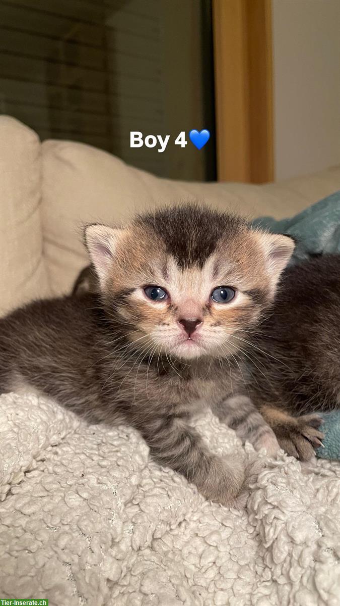 Bild 5: Britisch Kurzhaar Kitten (Kater) suchen Zuhause