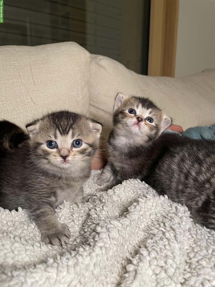 Bild 6: Britisch Kurzhaar Kitten (Kater) suchen Zuhause