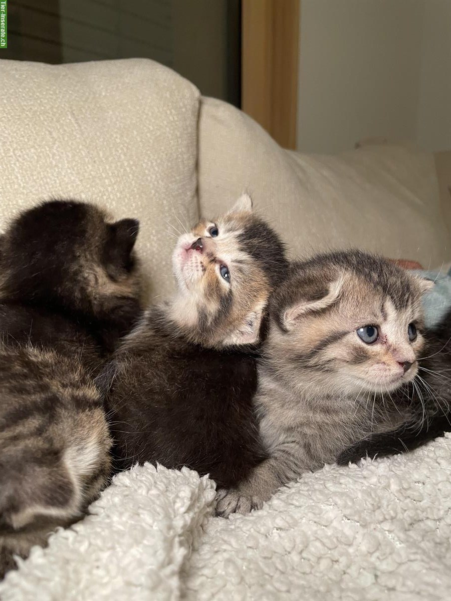 Bild 7: Britisch Kurzhaar Kitten (Kater) suchen Zuhause