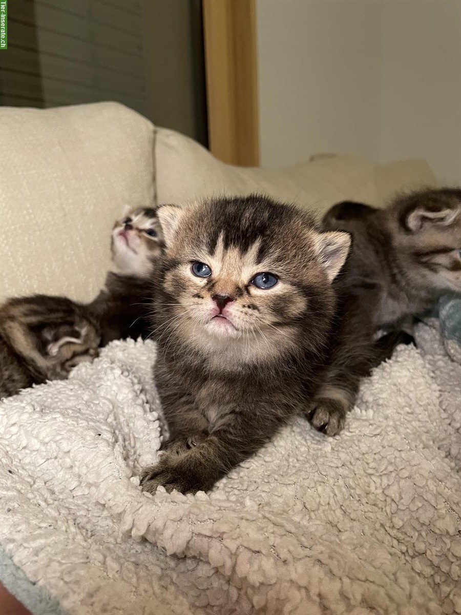 Bild 8: Britisch Kurzhaar Kitten (Kater) suchen Zuhause