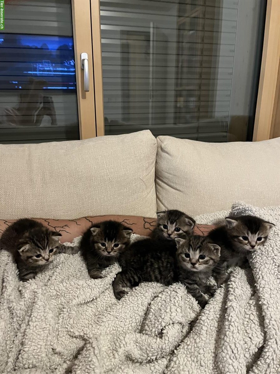 Bild 9: Britisch Kurzhaar Kitten (Kater) suchen Zuhause