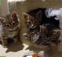 Katzenbabys zu verkaufen, getigert