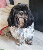Shih Tzu Hunde Paar gemeinsam abzugeben
