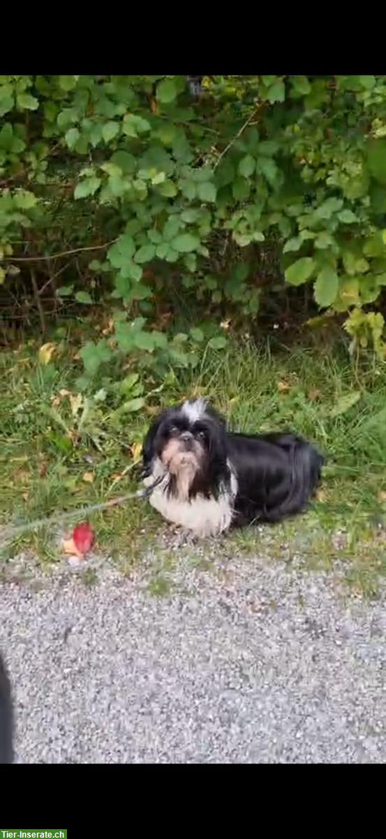 Bild 3: Shih Tzu Hunde Paar gemeinsam abzugeben