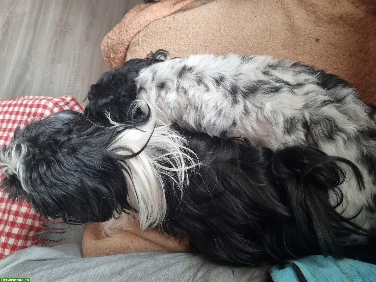 Bild 4: Shih Tzu Hunde Paar gemeinsam abzugeben