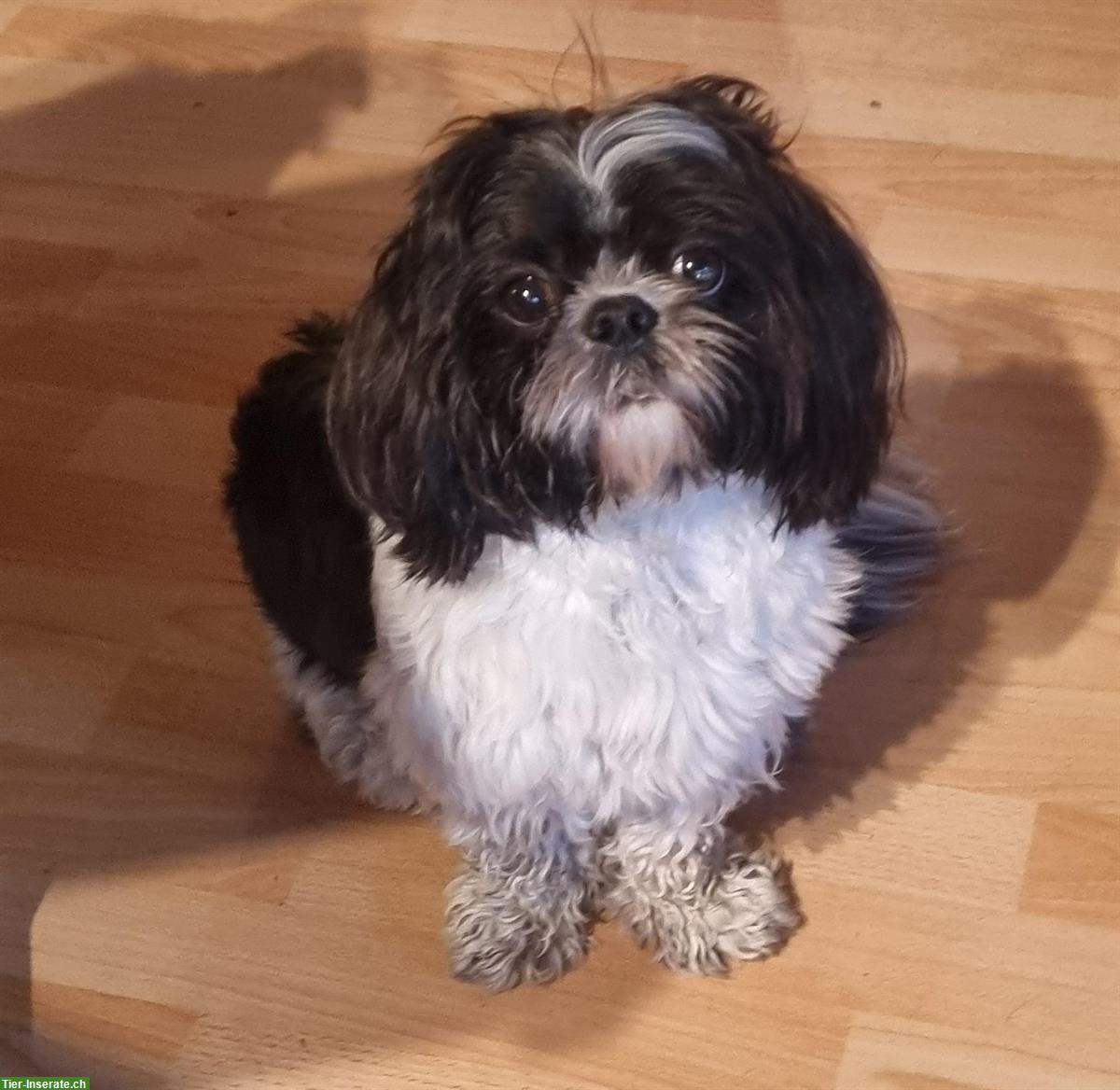 Bild 5: Shih Tzu Hunde Paar gemeinsam abzugeben