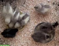 Seidenhuhn Küken (2 Wochen) zu verkaufen