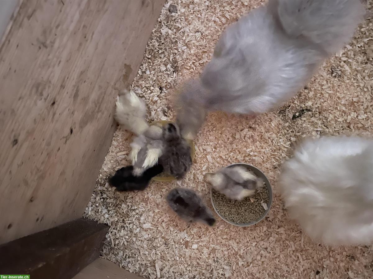 Bild 2: Seidenhuhn Küken (2 Wochen) zu verkaufen