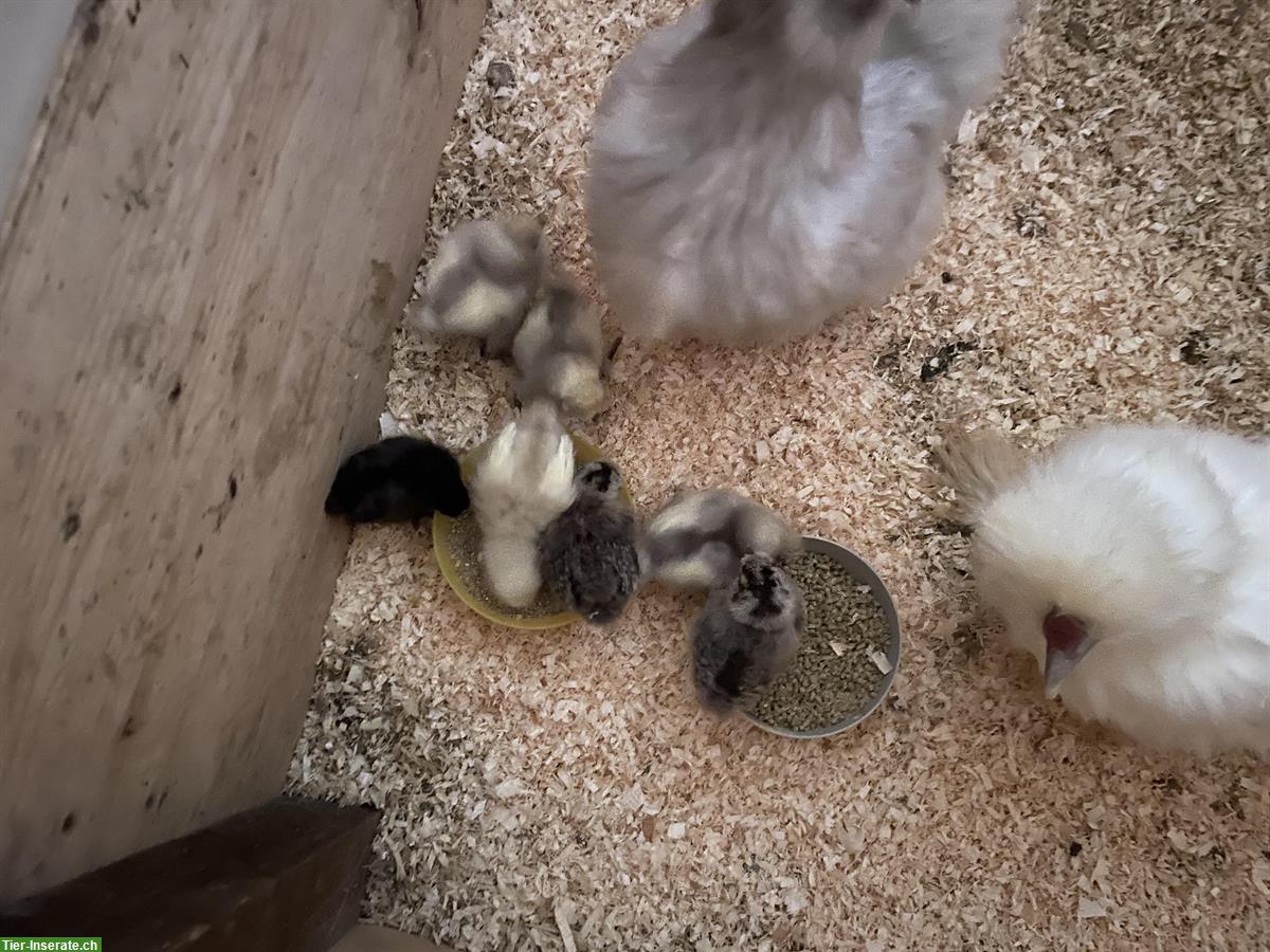 Bild 3: Seidenhuhn Küken (2 Wochen) zu verkaufen