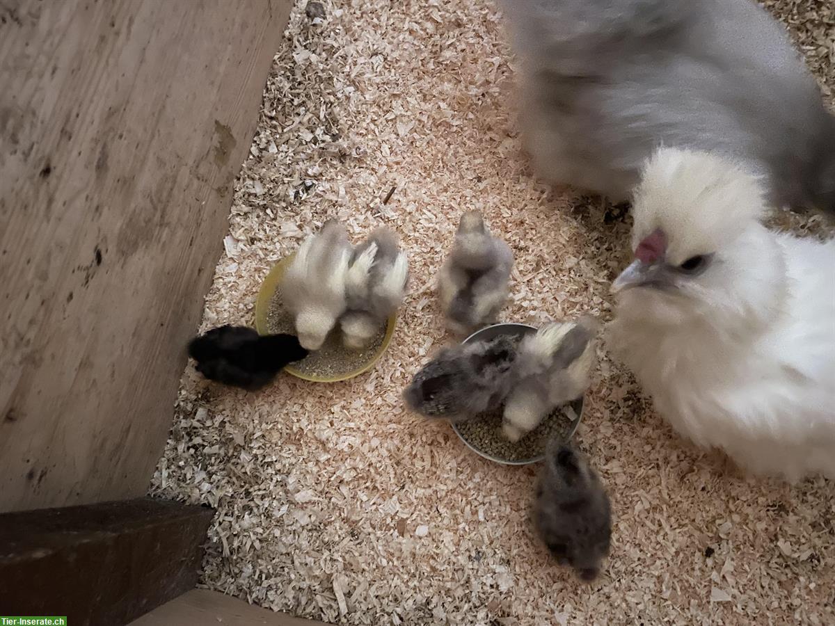 Bild 4: Seidenhuhn Küken (2 Wochen) zu verkaufen
