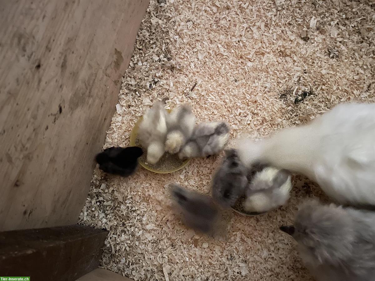 Bild 5: Seidenhuhn Küken (2 Wochen) zu verkaufen