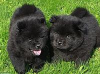🐻 Chow-Chow Welpen suchen ein Für-immer-Zuhause 🏡