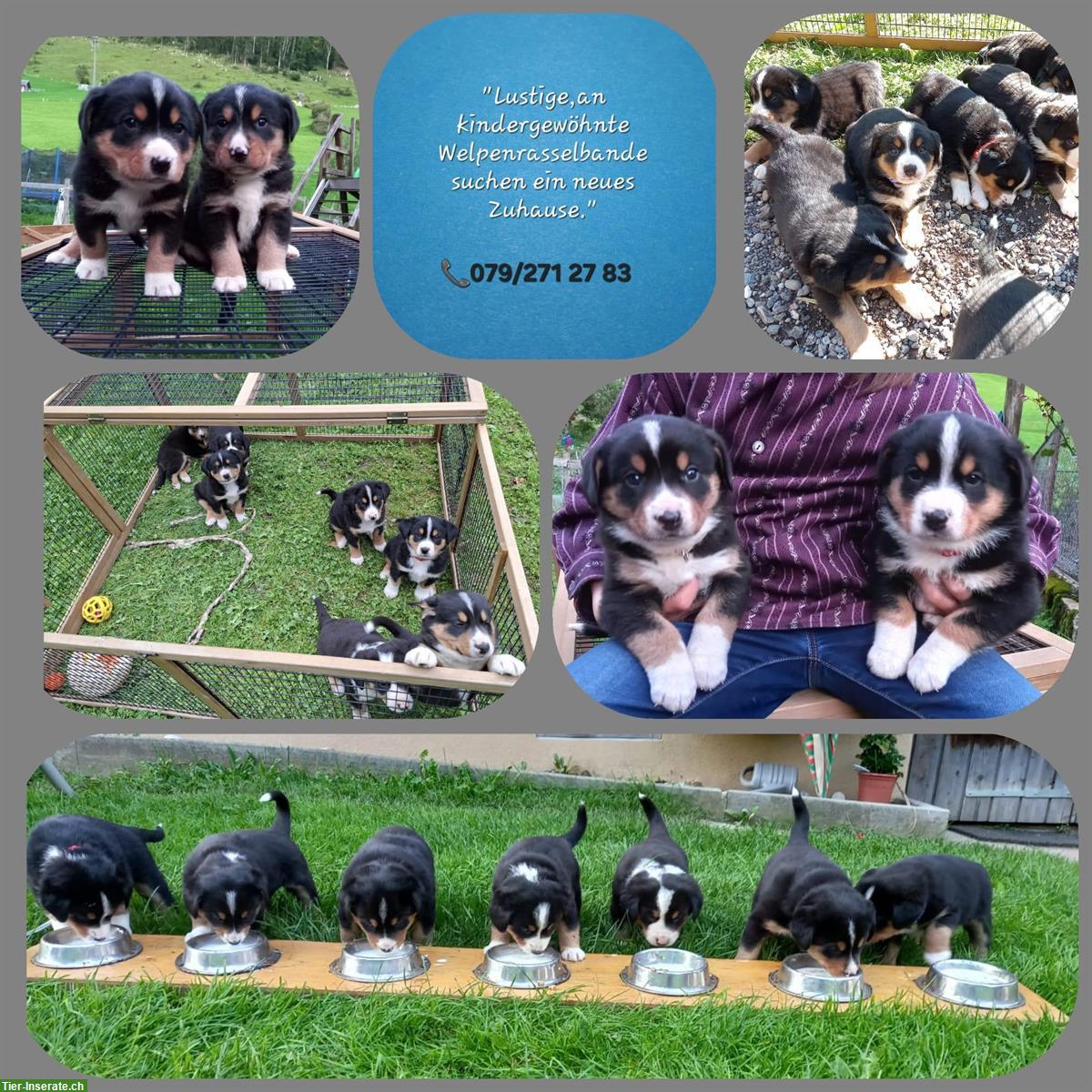 Entlebucher Mischlingswelpen zu verkaufen